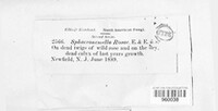 Image of Sphaeronaemella rosae
